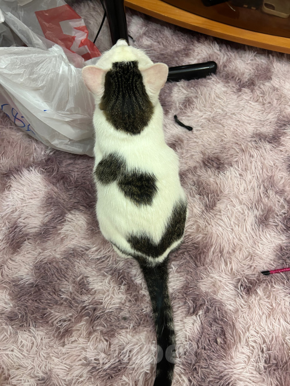 Кошки в Твери: Кота в добрые руки Мальчик, Бесплатно - фото 2
