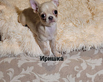 Собаки в Москве: Чихуахуа лиловая девочка Ириш Девочка, Бесплатно - фото 2