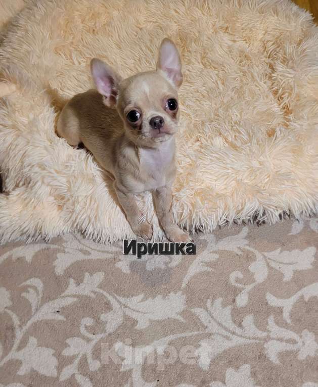 Собаки в Москве: Чихуахуа лиловая девочка Ириш Девочка, Бесплатно - фото 2