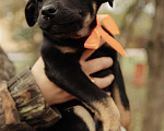Собаки в Рыбном: Щенок в добрые руки Девочка, Бесплатно - фото 3