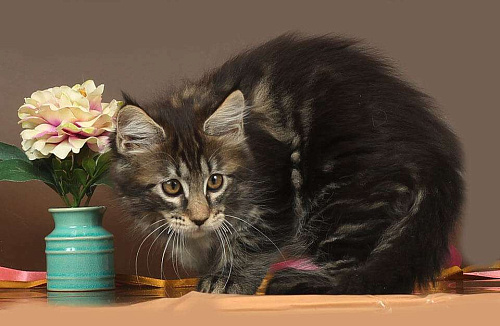 Объявление: Мейн-кун мраморная кошка, 30 000 руб., Юрьев-Польский