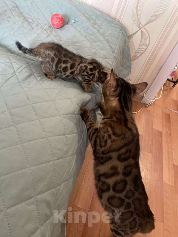 Кошки в Красноярске: Лекса Девочка, 12 000 руб. - фото 2