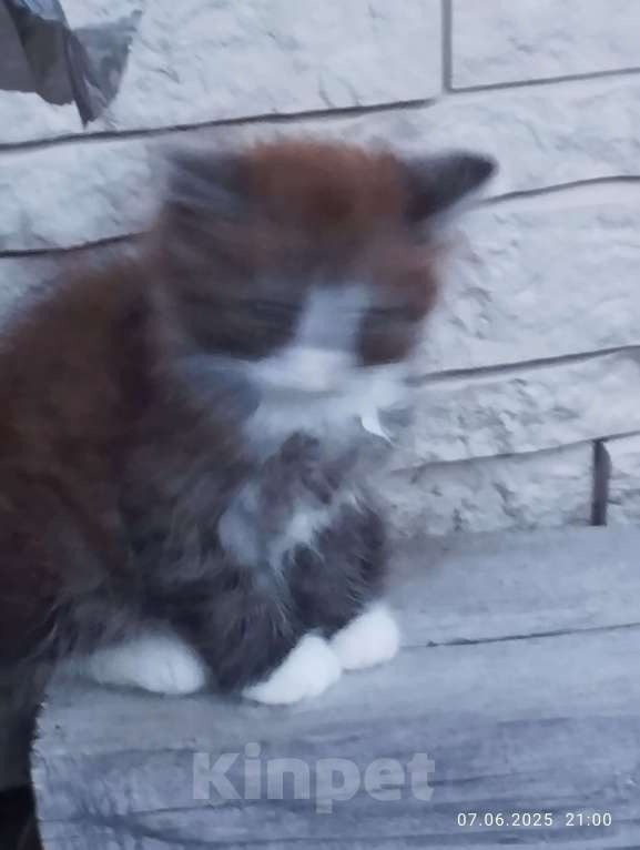 Кошки в других городах Московской области: Кот трёхцветка Мальчик, 30 000 руб. - фото 2