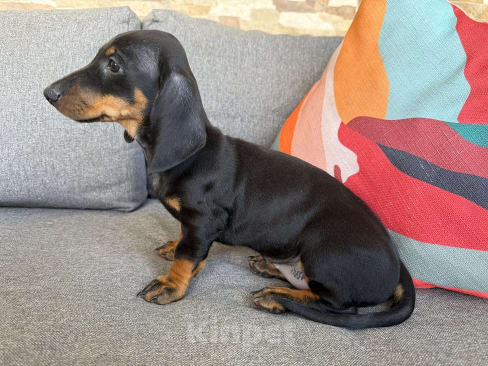 Собаки в Москве: Милая Маргарита, 2 месяца  Девочка, 50 000 руб. - фото 2