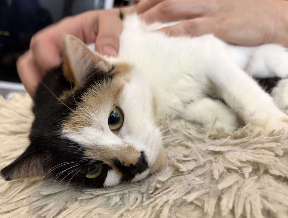 Кошки в Санкт-Петербурге: Кошечка подросток Тосенька.  Девочка, Бесплатно - фото 2