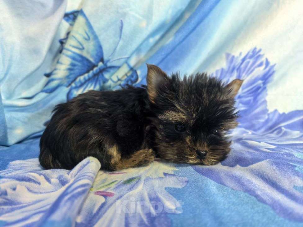 Собаки в Санкт-Петербурге: Щенки йоркширского терьера Разнополые, 25 000 руб. - фото 6