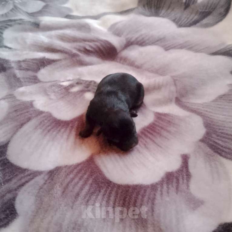 Собаки в Прокопьевске: Чихуахуа Девочка, 23 000 руб. - фото 4