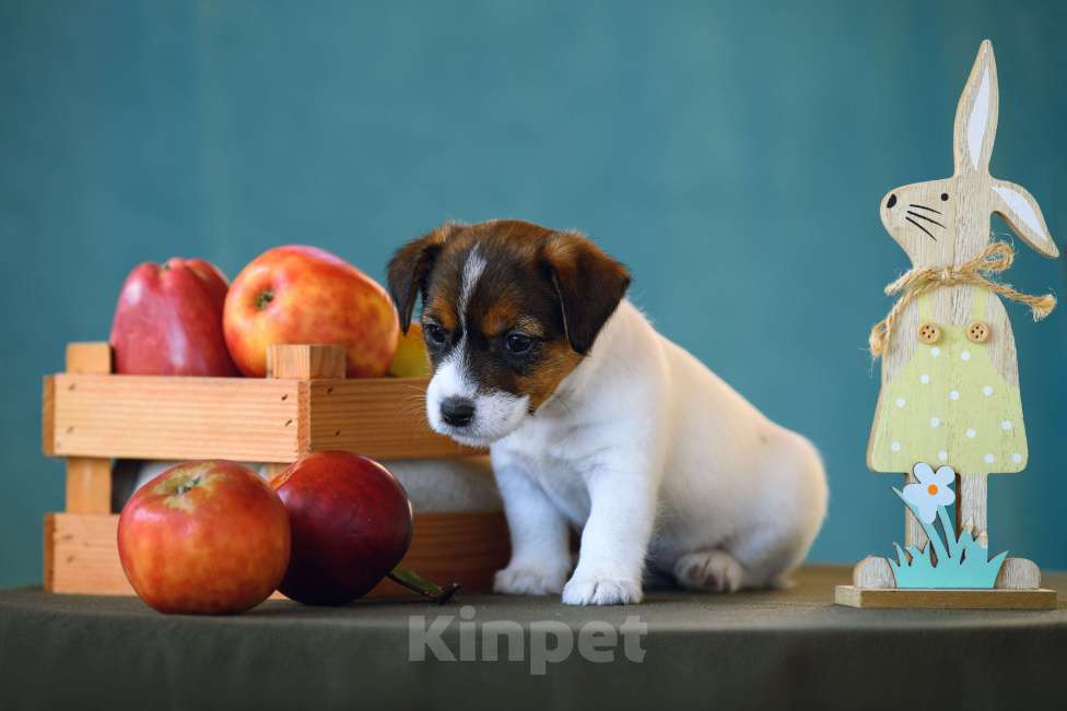 Собаки в Калининграде: Щенок джек рассел терьера Девочка, 60 000 руб. - фото 3
