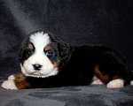 Собаки в других городах Московской области: Бернский зенненхунд Девочка, 50 000 руб. - фото 3