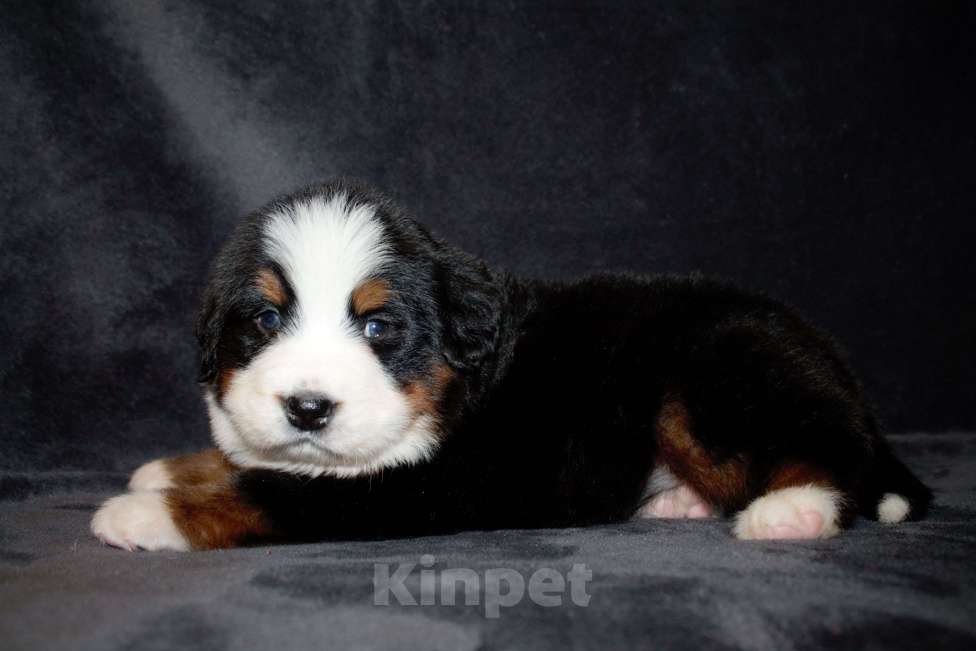 Собаки в других городах Московской области: Бернский зенненхунд Девочка, 50 000 руб. - фото 3