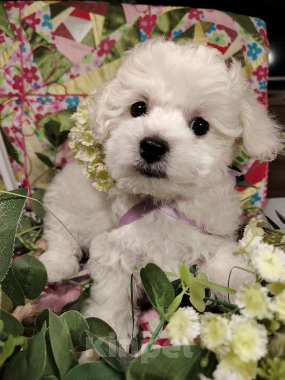 Собаки в Сыктывкаре: Девочка Бишон Фризе  Девочка, 35 000 руб. - фото 4
