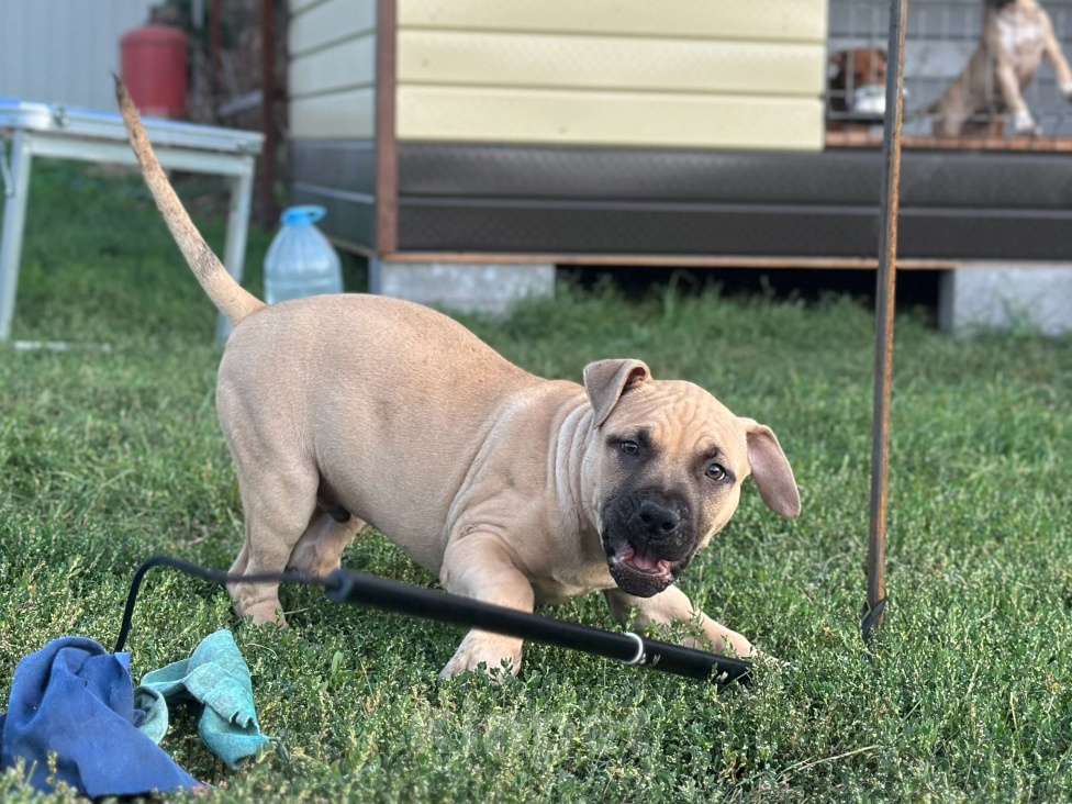 Собаки в других городах Воронежской области: Щенки американского пит-бультерьера Мальчик, 80 000 руб. - фото 3