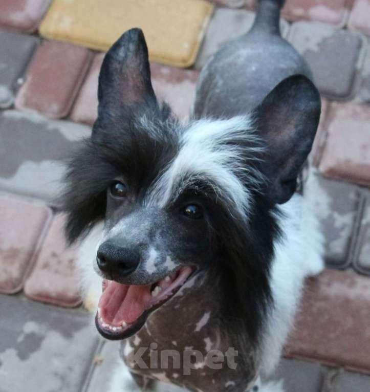 Собаки в Феодосии: Голый мальчик китайской хохлатой собачки Мальчик, Бесплатно - фото 2