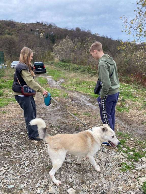 Собаки в других городах Краснодарского края: Беляш из приюта Поводог Сочи с возможностью отправки к Вам Мальчик, Бесплатно - фото 9
