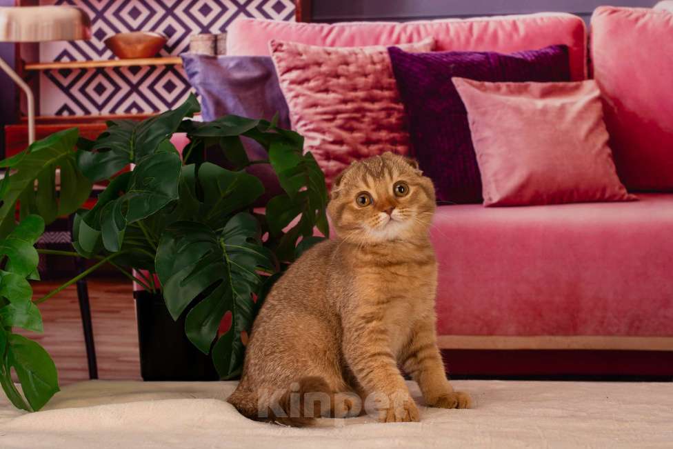 Кошки в Санкт-Петербурге: Шотландский вислоухий котенок  Мальчик, Бесплатно - фото 3