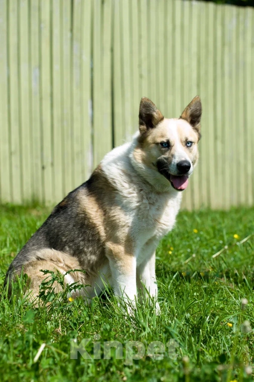 Собаки в Москве: Алмаз Мальчик, Бесплатно - фото 2