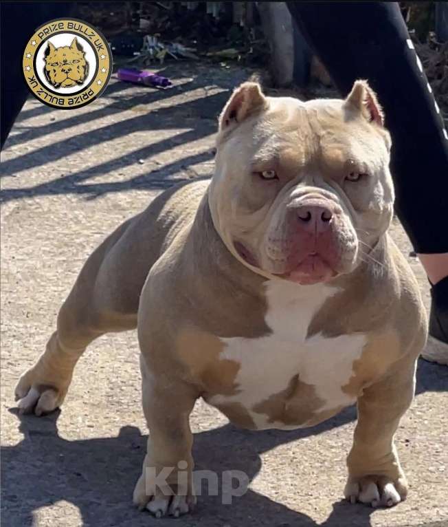 Собаки в Мытищах: Девочка мини Девочка, 140 000 руб. - фото 2