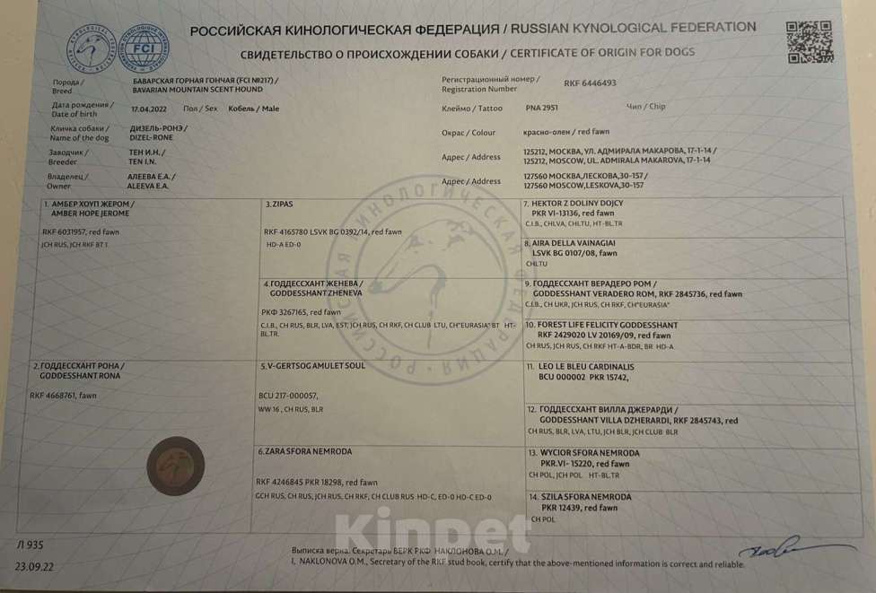 Собаки в других городах Московской области: щенки Баварской Горной Гончей Мальчик, Бесплатно - фото 3