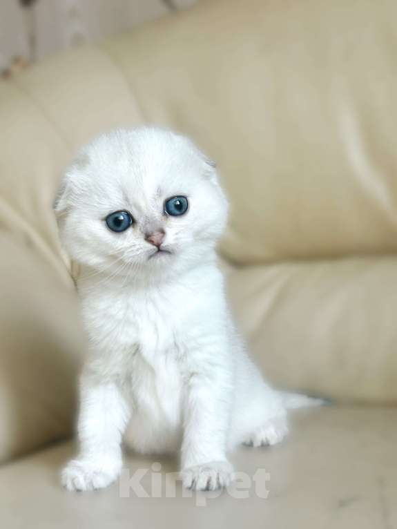 Кошки в Москве: Серебристая шиншилла Девочка, 35 000 руб. - фото 5