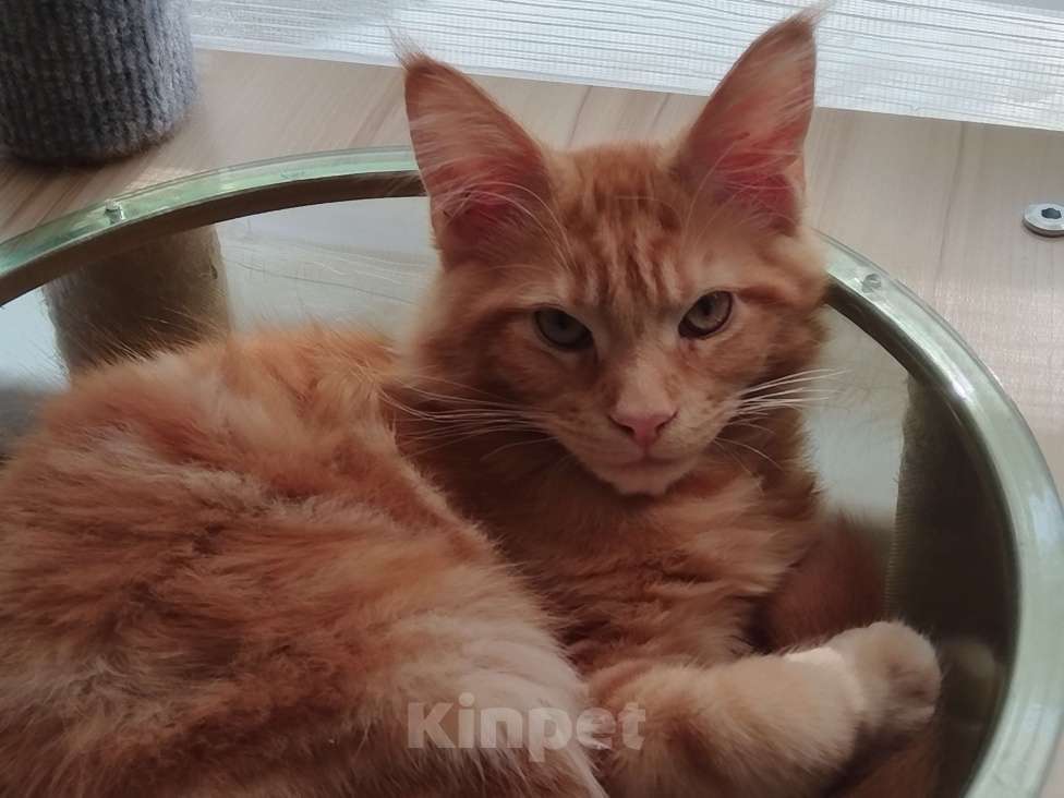 Кошки в Санкт-Петербурге: Котёнок мейн-кун Мальчик, 40 000 руб. - фото 1