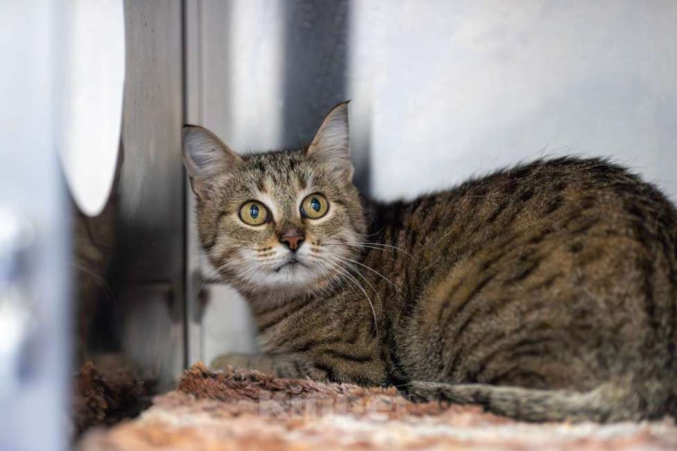 Кошки в Москве: Пелагея Девочка, Бесплатно - фото 3