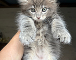 Кошки в Барнауле: Котенок  мейн-куна из питомника MakAlina Мальчик, Бесплатно - фото 3
