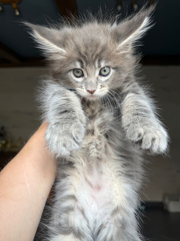 Кошки в Барнауле: Котенок  мейн-куна из питомника MakAlina Мальчик, Бесплатно - фото 3