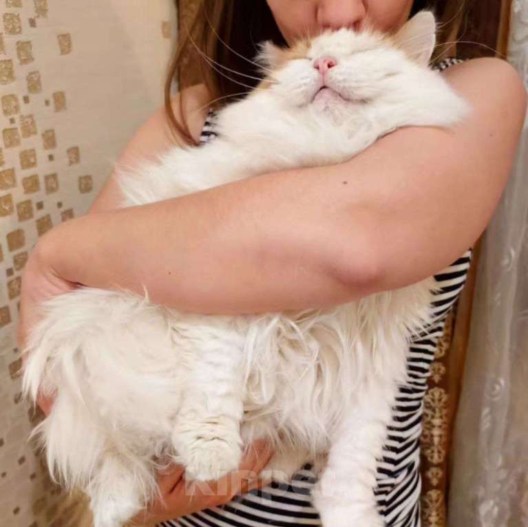 Кошки в Москве: Пушистого котика выкинули на улицу  Мальчик, Бесплатно - фото 2