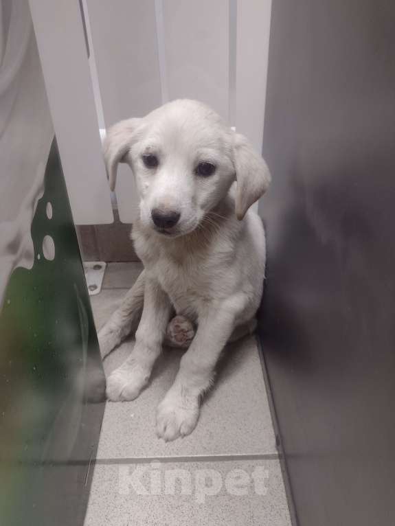 Собаки в других городах Краснодарского края: Ищем дом для щенка Девочка, Бесплатно - фото 2