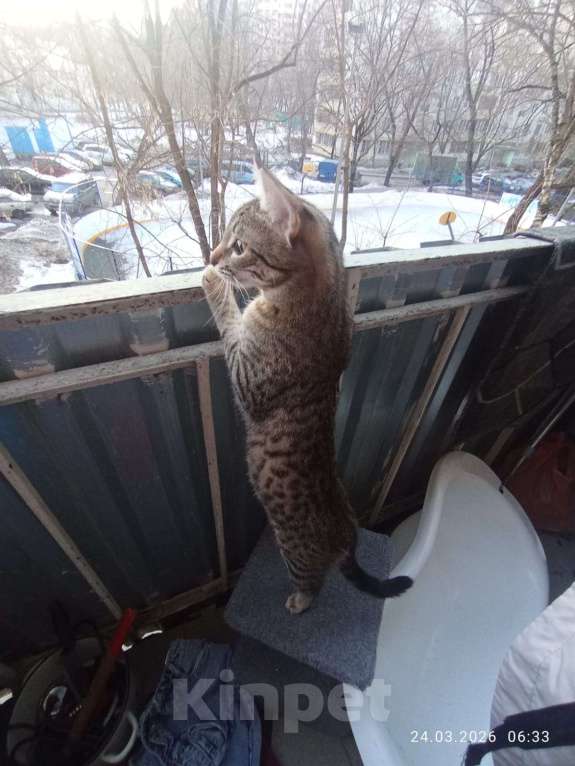 Кошки в Москве: ПОМОГИТЕ НАЙТИ КОШЕЧК Девочка, 2 501 руб. - фото 3