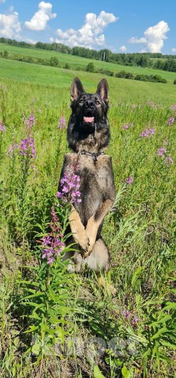 Собаки в Домодедово: Вязка с настоящим вожаком  Мальчик, 5 000 руб. - фото 2