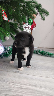 Бордерколли митис (пантерка)