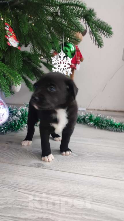 Собаки в Липецке: Бордерколли митис (пантерка) Девочка, 15 000 руб. - фото 1