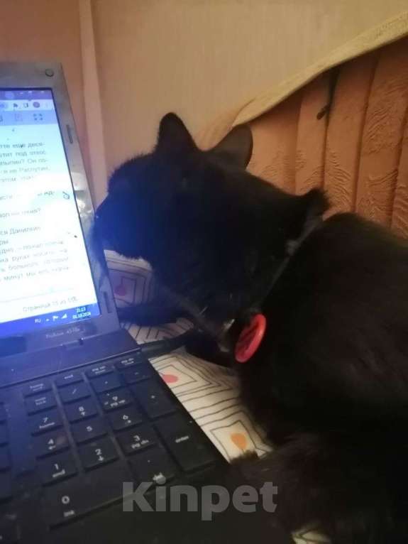 Кошки в Москве: Потерялся Черный Кот Мальчик, 5 000 руб. - фото 2