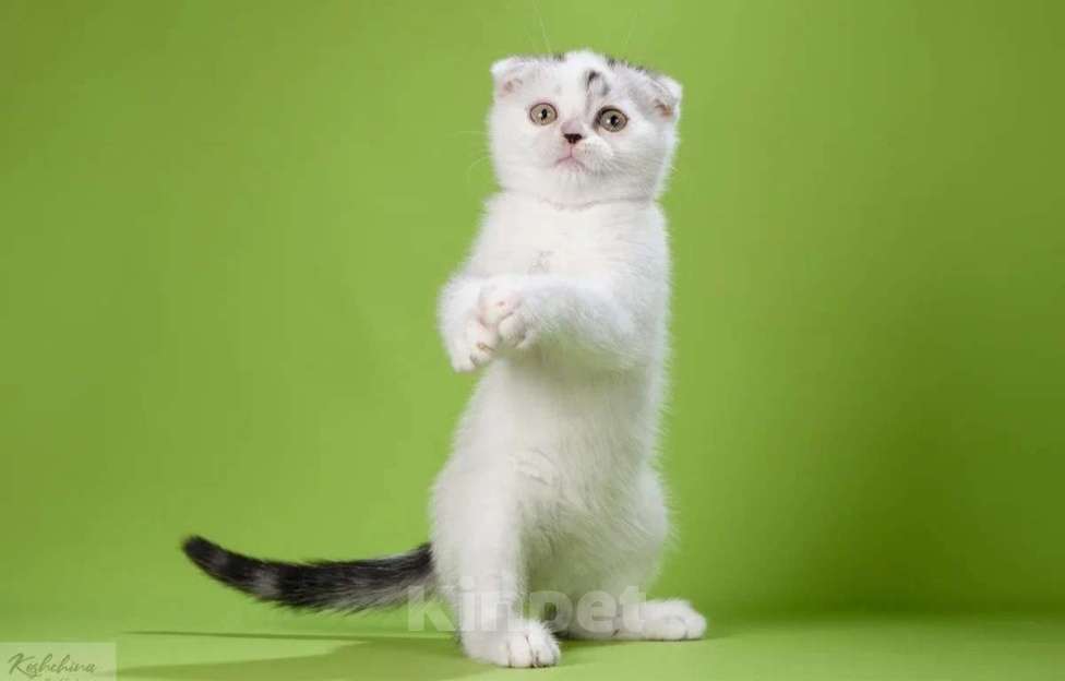 Кошки в Москве: Шотландский непоседа Мальчик, 30 000 руб. - фото 4