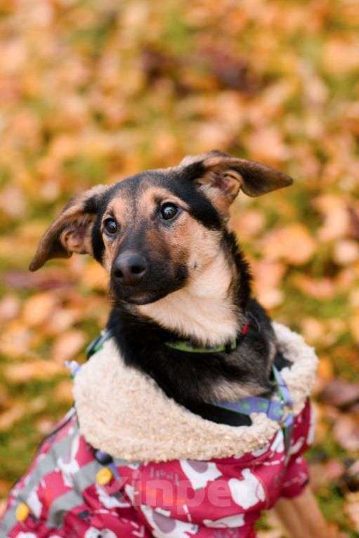 Собаки в Москве: Лекси Девочка, Бесплатно - фото 3