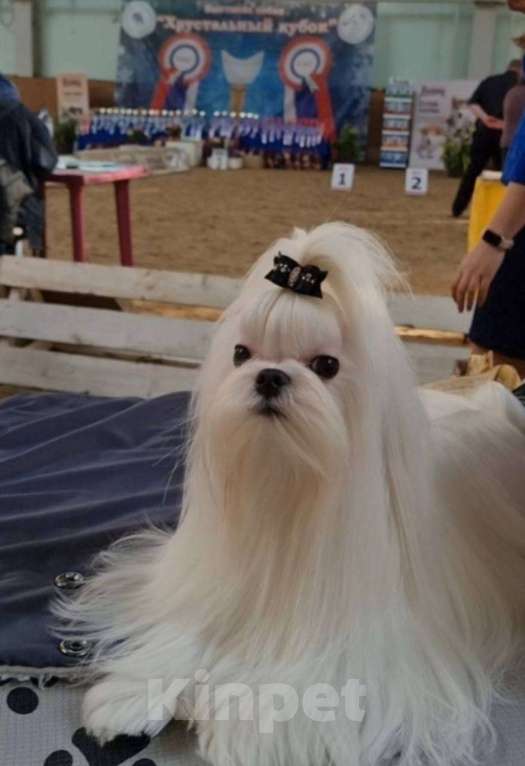 Собаки в Тюмени: Щенок Мальтийской болонки Девочка, 120 000 руб. - фото 5