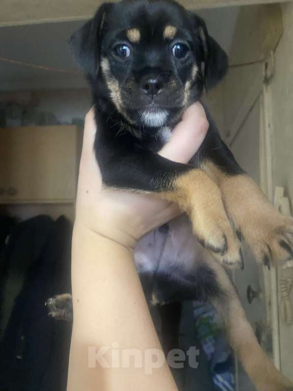 Собаки в Новороссийске: Отдам в добрые руки Мальчик, Бесплатно - фото 1