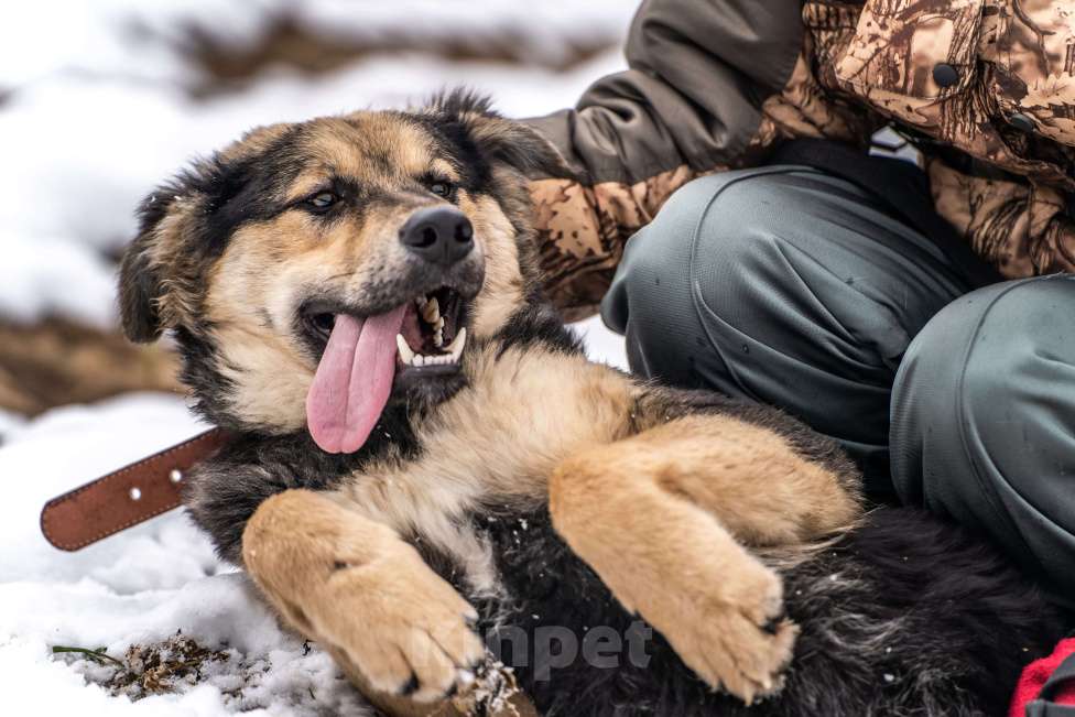 Собаки в Клине: Патрик - мощный пёс Мальчик, Бесплатно - фото 4