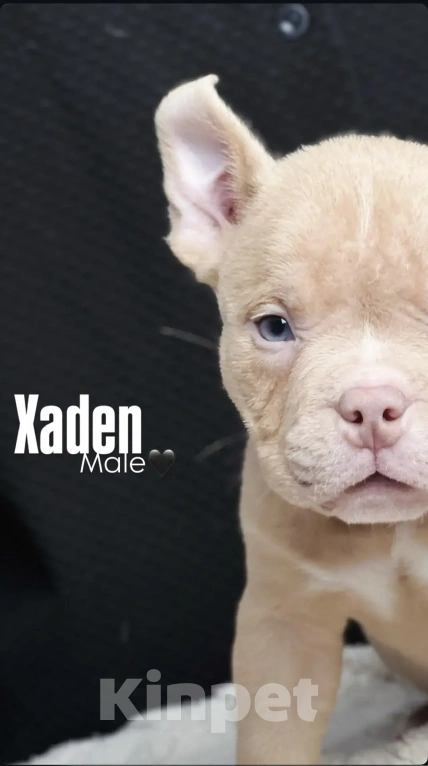 Собаки в Ростове-на-Дону: Американский булли щенки  Мальчик, 120 000 руб. - фото 1