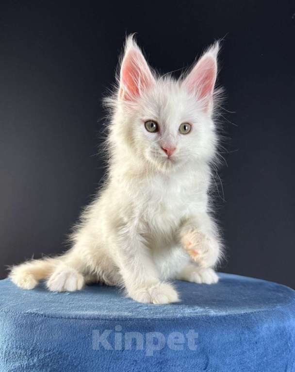 Кошки в Санкт-Петербурге: Мальчик , ds 11  Девочка, 50 000 руб. - фото 3