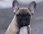 Собаки в Москве: Щенки французского бульдога Мальчик, 80 000 руб. - фото 4