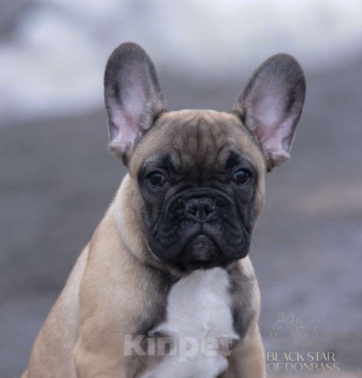 Собаки в Москве: Щенки французского бульдога Мальчик, 80 000 руб. - фото 4