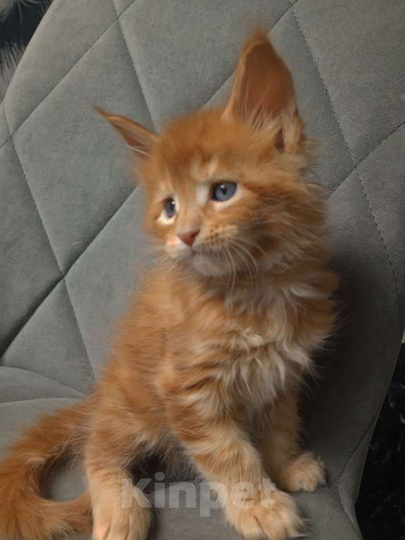 Кошки в Красноярске: К раннему резерву Мальчик, 70 000 руб. - фото 4