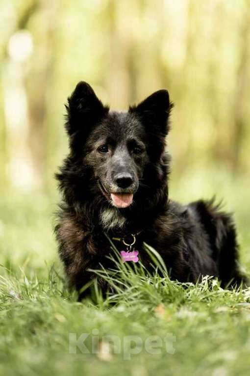 Собаки в Москве: Красавица Рита в добрые руки. Девочка, Бесплатно - фото 6
