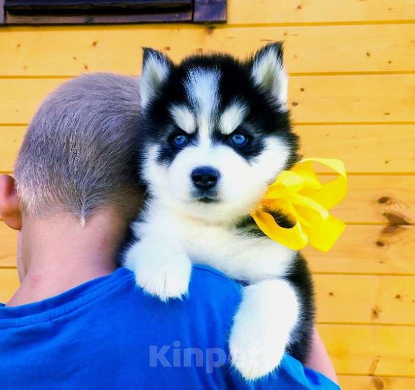Собаки в Домодедово: Хаски Щенки Разных окрасов Разнополые, Бесплатно - фото 1