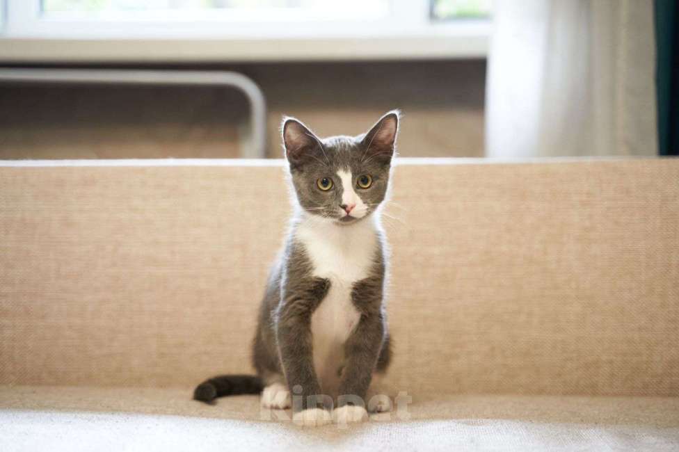 Кошки в Москве: Котенок в добрые руки Мальчик, Бесплатно - фото 2