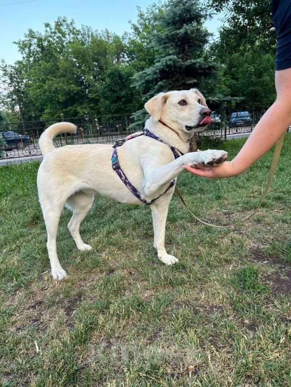 Собаки в Москве: Лучшая из всех собак – собака Снежана в добрые руки. Москва и МО Девочка, Бесплатно - фото 4