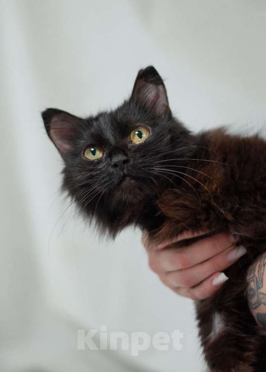 Кошки в Ногинске: Самая ласковая кошечка Матильда в поиске дома Девочка, Бесплатно - фото 3