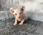 Кошки в Самаре: Котёнок породы эльф с гетерохромией Мальчик, Бесплатно - фото 3